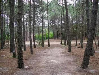 bosque de pinos
Foto de Carlos Croxatto 